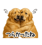 ゴールデンレトリバー☆優しさ・思いやり（個別スタンプ：9）