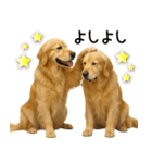 ゴールデンレトリバー☆優しさ・思いやり（個別スタンプ：11）