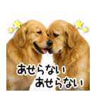 ゴールデンレトリバー☆優しさ・思いやり（個別スタンプ：13）