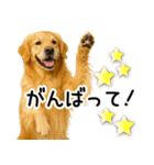 ゴールデンレトリバー☆優しさ・思いやり（個別スタンプ：15）