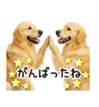 ゴールデンレトリバー☆優しさ・思いやり（個別スタンプ：16）