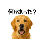 ゴールデンレトリバー☆優しさ・思いやり（個別スタンプ：20）
