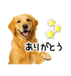 ゴールデンレトリバー☆優しさ・思いやり（個別スタンプ：27）