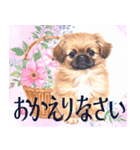 水彩感じるペキニーズスタンプ（個別スタンプ：7）