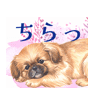 水彩感じるペキニーズスタンプ（個別スタンプ：20）
