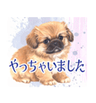 水彩感じるペキニーズスタンプ（個別スタンプ：21）