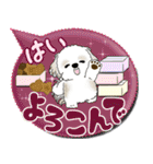 シーズー犬 「毎日送りやすい」カラフル第2（個別スタンプ：4）