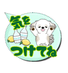 シーズー犬 「毎日送りやすい」カラフル第2（個別スタンプ：10）