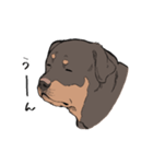 にっこりロットワイラー（個別スタンプ：8）