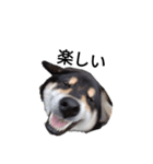 柴犬 デカ文字 フェル 毎日可愛い 黒柴（個別スタンプ：1）