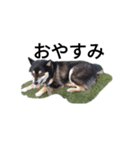 柴犬 デカ文字 フェル 毎日可愛い 黒柴（個別スタンプ：2）