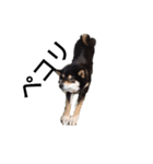 柴犬 デカ文字 フェル 毎日可愛い 黒柴（個別スタンプ：3）