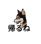 柴犬 デカ文字 フェル 毎日可愛い 黒柴（個別スタンプ：4）