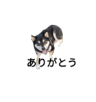 柴犬 デカ文字 フェル 毎日可愛い 黒柴（個別スタンプ：6）