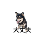 柴犬 デカ文字 フェル 毎日可愛い 黒柴（個別スタンプ：7）