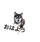 柴犬 デカ文字 フェル 毎日可愛い 黒柴（個別スタンプ：8）