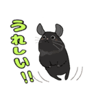 チンチラちゃんがいっぱい！【第二弾】（個別スタンプ：5）