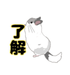 チンチラちゃんがいっぱい！【第二弾】（個別スタンプ：12）