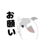 チンチラちゃんがいっぱい！【第二弾】（個別スタンプ：13）