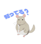 チンチラちゃんがいっぱい！【第二弾】（個別スタンプ：14）