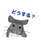 チンチラちゃんがいっぱい！【第二弾】（個別スタンプ：20）