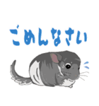 チンチラちゃんがいっぱい！【第二弾】（個別スタンプ：23）