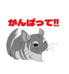 チンチラちゃんがいっぱい！【第二弾】（個別スタンプ：24）
