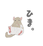 チンチラちゃんがいっぱい！【第二弾】（個別スタンプ：30）