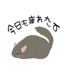 チンチラちゃんがいっぱい！【第二弾】（個別スタンプ：39）