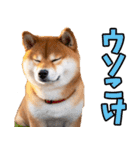 名古屋弁☆柴犬（個別スタンプ：5）
