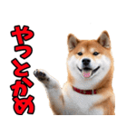 名古屋弁☆柴犬（個別スタンプ：7）