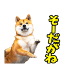 名古屋弁☆柴犬（個別スタンプ：8）