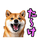 名古屋弁☆柴犬（個別スタンプ：9）