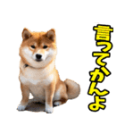 名古屋弁☆柴犬（個別スタンプ：12）
