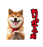 名古屋弁☆柴犬（個別スタンプ：13）