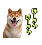 名古屋弁☆柴犬（個別スタンプ：15）