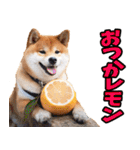 名古屋弁☆柴犬（個別スタンプ：20）