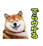 名古屋弁☆柴犬（個別スタンプ：21）