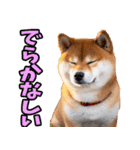 名古屋弁☆柴犬（個別スタンプ：22）