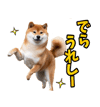 名古屋弁☆柴犬（個別スタンプ：24）