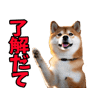 名古屋弁☆柴犬（個別スタンプ：25）