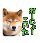 名古屋弁☆柴犬（個別スタンプ：26）
