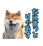 名古屋弁☆柴犬（個別スタンプ：27）