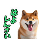 名古屋弁☆柴犬（個別スタンプ：31）