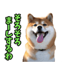 名古屋弁☆柴犬（個別スタンプ：34）