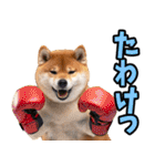 名古屋弁☆柴犬（個別スタンプ：35）