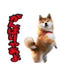 名古屋弁☆柴犬（個別スタンプ：36）