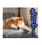 名古屋弁☆柴犬（個別スタンプ：37）