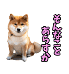 名古屋弁☆柴犬（個別スタンプ：38）
