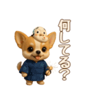 【毎年使える夏スタンプ】もちもちチワワ（個別スタンプ：28）